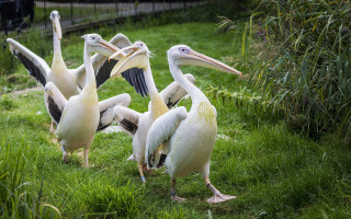 Pelicans group standing open beaks - their beak free wallpaper for desktop
