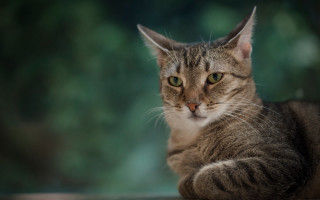 Cat table camera blurry background - a blurry background of trees free wallpaper for desktop