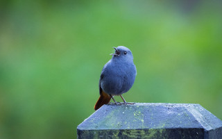 Blue bird wooden post green - primitivism free wallpaper