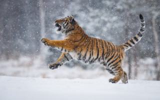 Tiger jumping snow woods artur - paw free wallpaper