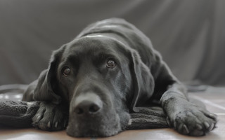 Dog couch pillow wideeyes photorealistic - a pillow free wallpaper