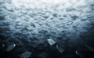 Large fish group underwater ocean - underwater free wallpaper for desktop