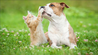 Dog cat playing grass flowers - animal free wallpaper for desktop