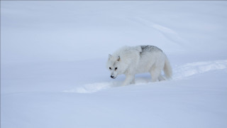 Lone wolf snow winter outdoors - caspar wolf free wallpaper for desktop