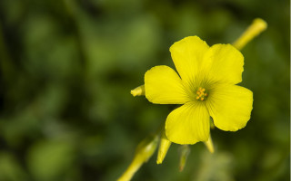 Yellow flower bokeh daisy sunflower - a blurry image of a flower free wallpaper