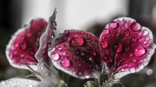 Flower water droplets strawberry macro - petal free wallpaper