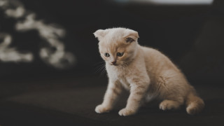 Small kitten couch sad eyes - a small kitten free wallpaper