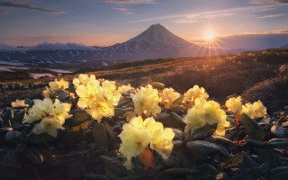 Yellow flowers mountain sunset lake - yellow flower free wallpaper