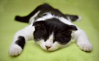 Black white cat laying on 2 - closed free wallpaper