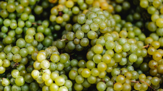 Green grapes christmas bokeh still - ready free wallpaper
