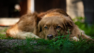 Sad dog grass outdoors blurry - a sad look free wallpaper