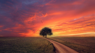 Tree dirtroad field sunset birds - a dirt road in a field free wallpaper