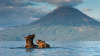 Bears playing water mountain sky - two bear free wallpaper