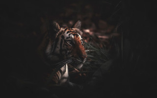 Tiger darkforest camera right open - eye open free wallpaper