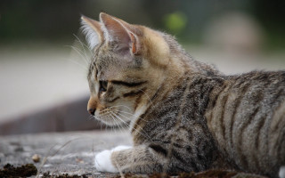 Cat lying blurry closedeyes openmouth - its head free wallpaper