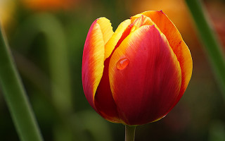 Red yellow flower water droplets 3 - anne dunn free wallpaper