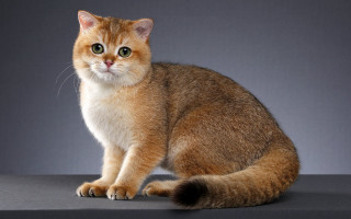 Sad cat table carlos shiba - a sad look free wallpaper