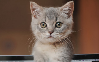 Small kitten laptop sad cute - cute free wallpaper for desktop