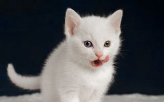White kitten red nose blue - a red nose free wallpaper