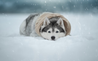 Husky sweater hat snow falling 3 - husky free wallpaper