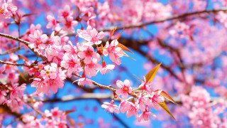 Pink flowers branch sakura sky - chang daichien free wallpaper for desktop
