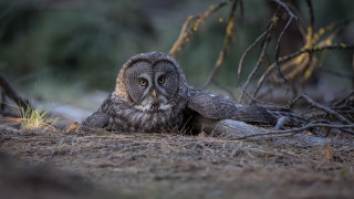 Owl sitting grass sad eyes - an owl free wallpaper