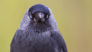 Black bird yellow background surreal - a black beak free wallpaper