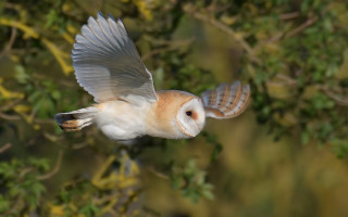 Barn owl flight wings spread - its head free wallpaper