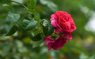 Red rose blooming plant bokeh - a red rose free wallpaper