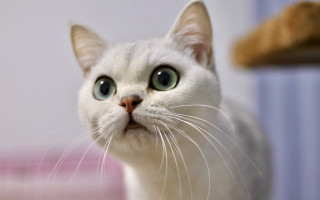 White cat green eyes blurry 2 - a pink wall free wallpaper