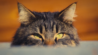 Cat yellow eyes over table - sharp focus free wallpaper for desktop