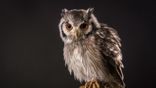 Small owl wooden branch yellow - a yellow eye free wallpaper