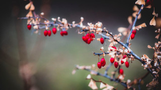 Branch red berries leaves buds - leaf and buds free wallpaper