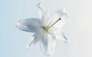 White flower floating blue sky - a clear day free wallpaper for desktop