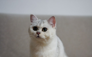 White cat green eyes rococo - a serious look free wallpaper