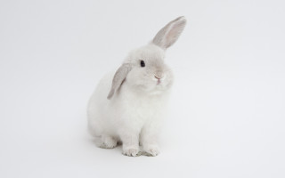 White rabbit gray nose beatrix - a white rabbit free wallpaper for desktop