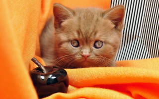 Kitten peeking blanket chocolate apple - pop art free wallpaper