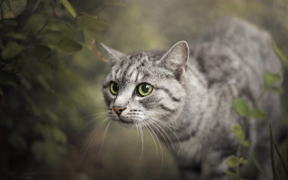 Cat green eyes standing grass - a cat free wallpaper
