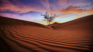 Lone tree desert sunset gradient - a colorful sky in the background free wallpaper