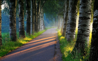 Forest road light rays bush - forest free wallpaper for desktop