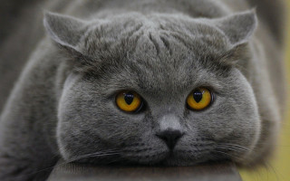Gray cat yellow eyes serious 11 - a gray cat free wallpaper for desktop