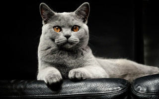 Cat leather chair paws camera - grey background free wallpaper