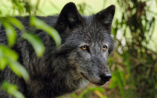 Wolf forest sun eyes nature - the eye free wallpaper