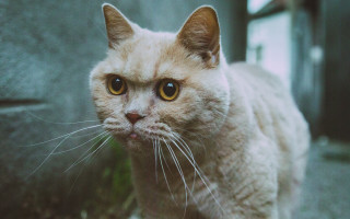 Cat white face whiskers futurism - cubofuturism free wallpaper for desktop
