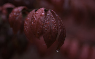Leaf water droplets red background - a close up of a leaf free wallpaper