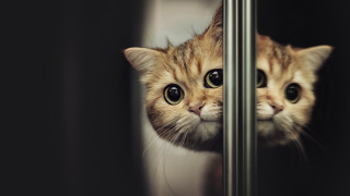 Cat sad eye window tachisme - sad free wallpaper for desktop