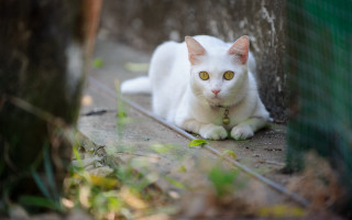 White cat fence tree green - green leaf free wallpaper