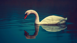Swan reflection water ocean naturalism - its reflection free wallpaper