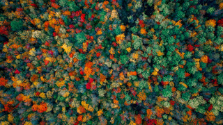 Colorful autumn forest microscopic field - andreas gursky free wallpaper