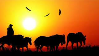 Man horse sunset birds flock - bird free wallpaper for desktop